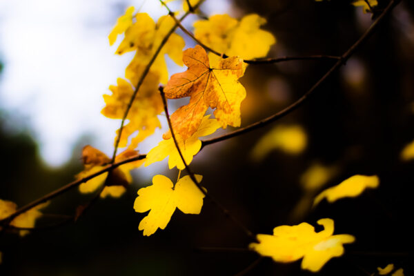 Datum: 2014:11:21 15:32:10