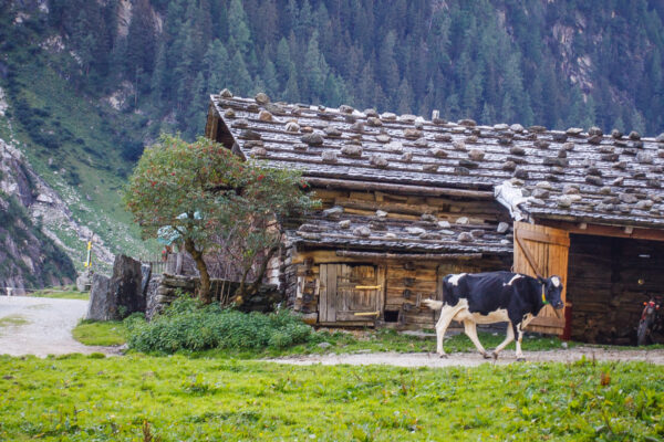 Datum: 2015:08:29 17:12:42 Moaralm (1410m)