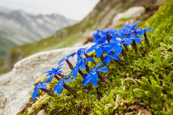 Datum: 2016:07:23 10:37:39 Flora am Fuße des Blessachkopf