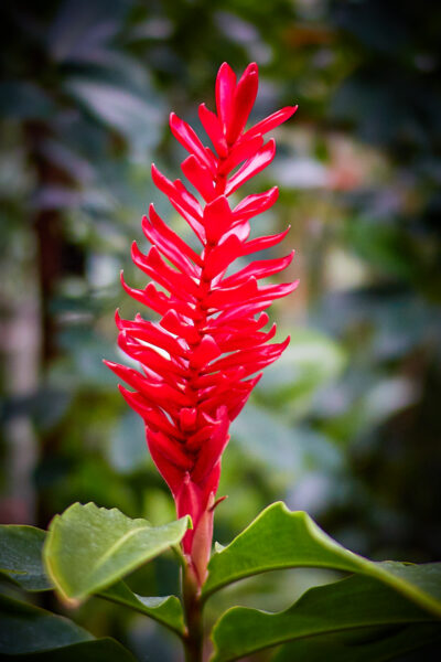Datum: 2017:05:14 12:29:32 Jena - Botanischer Garten - Alpinia purpurata