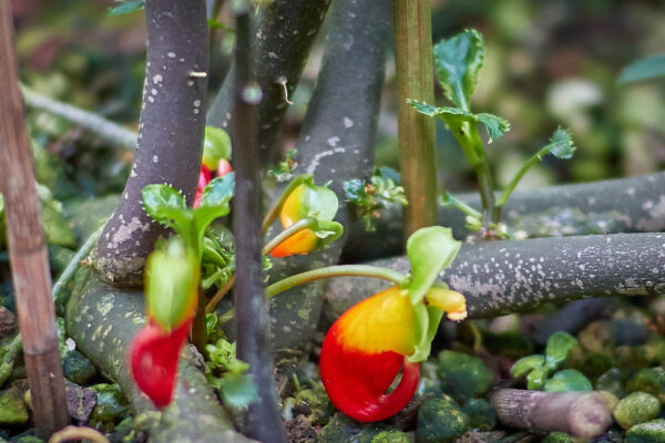 Datum: 2017:05:14 12:33:35 Jena - Botanischer Garten - Impatiens niamniamensis
Springkraut, Kongo-Lieschen, Papageienschnabelblume