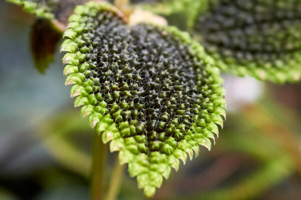 Datum: 2017:05:14 12:35:41 Jena - Botanischer Garten - Pilea mollis