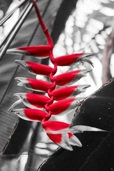 Datum: 2017:05:14 12:38:17 Jena - Botanischer Garten - Helikonien (Heliconia pendula)
