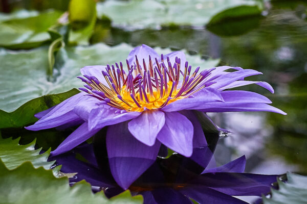 Datum: 2017:05:14 12:48:39 Jena - Botanischer Garten - Nymphaeaceae