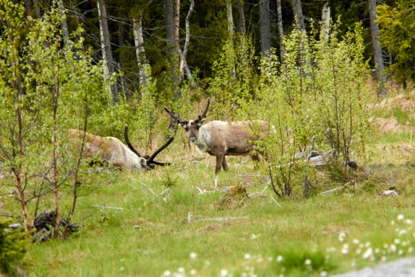 Datum: 2019:06:05 09:51:22 Nordkap-Tour 2019